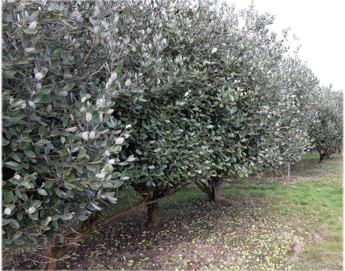 Feijoa (Acca sellowiana) træer stående på række