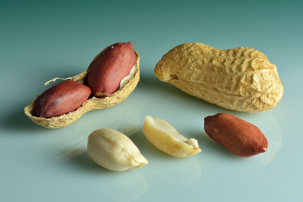 de spiselige Jordnødder (Arachis hypogaea)