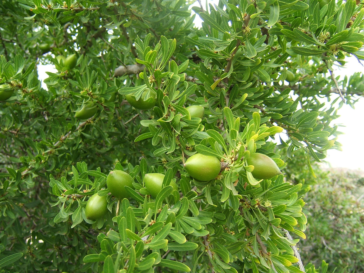 Nærbillede af Argantræ (Argania spinosa) og dets frugter/nødder