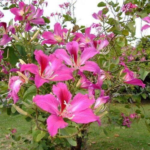 Blomstrende Lilla orkidetræ (Bauhinia purpurea)