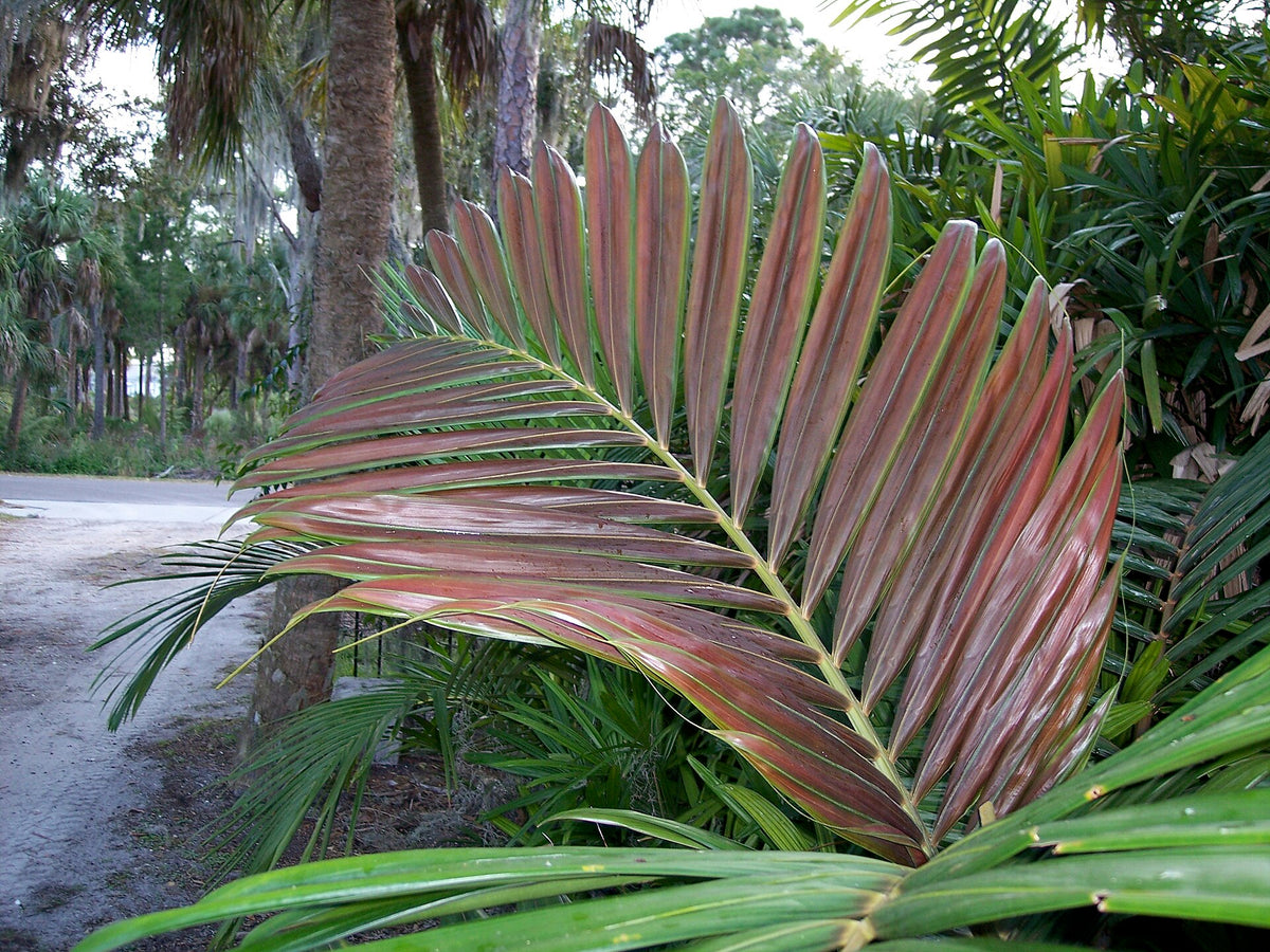 De nye karakteristiske røde blade af Houailou Rødbladet Palme (Chambeyronia houailouensis)