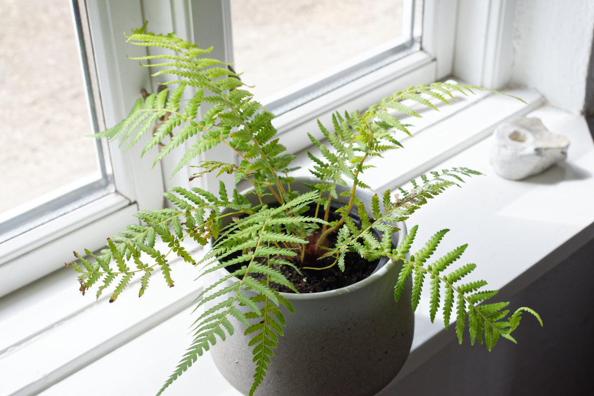 Lille plante af Tasmansk træbregne (Dicksonia antarctica)