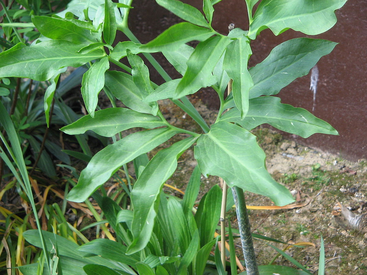 Ormlilja (Dracunculus vulgaris) | växter