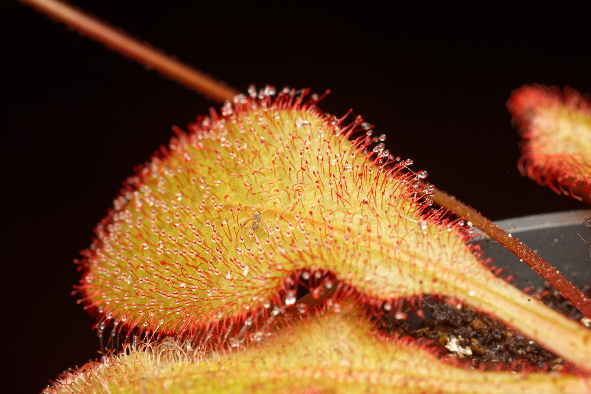 De klistrede dugdråber på bladet af Drosera andromeda, der har fanget en lille flue.