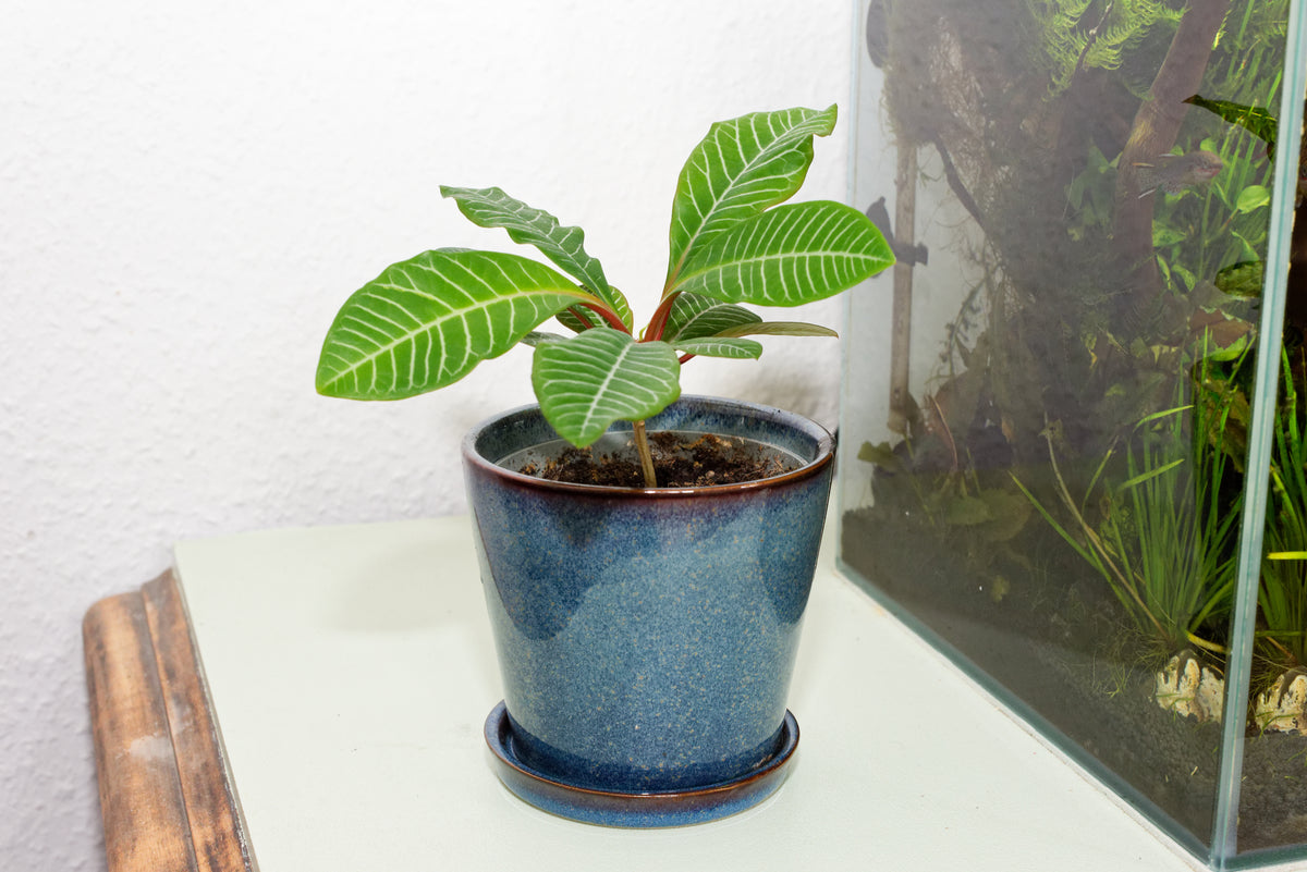 Madagaskar Juvel (Euphorbia leuconeura)