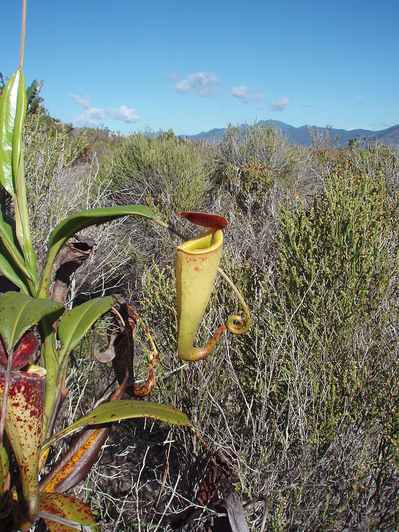 Nepenthes (Nepenthes madagascariensis) i naturen
