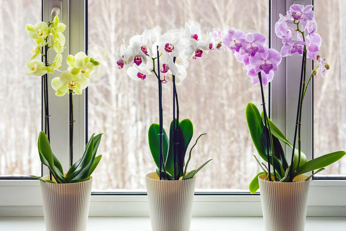 Tre forskellige blomstrende orkideer i en vindueskarm