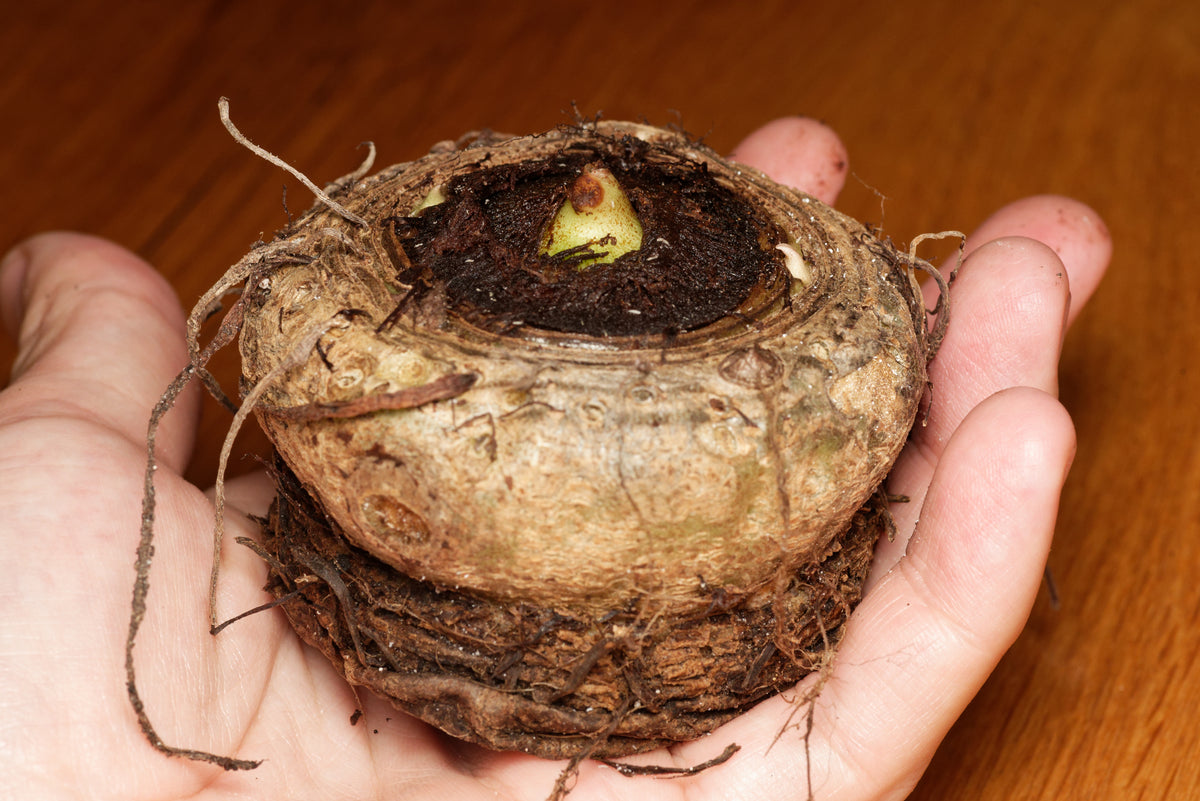 En stor knold af Voodoolilje "Indian Giant" (Sauromatum venosum) liggende i en hånd