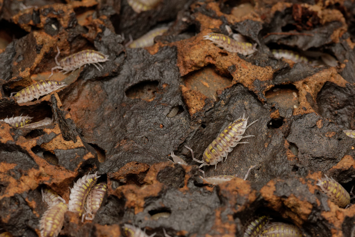 Gruppe af Spansk gul bænkebider (Porcellio haasi “high yellow”) på en sten