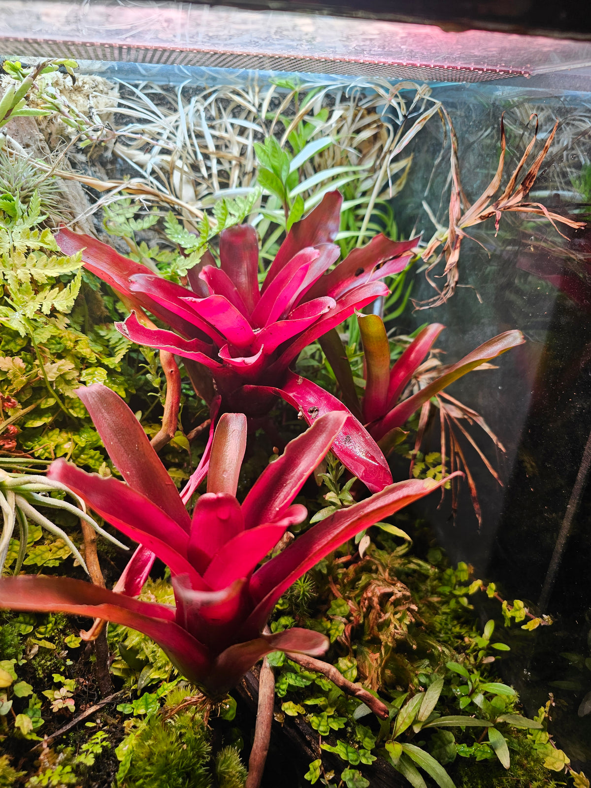Bromelia (Bromelia sp.) i et terrarium