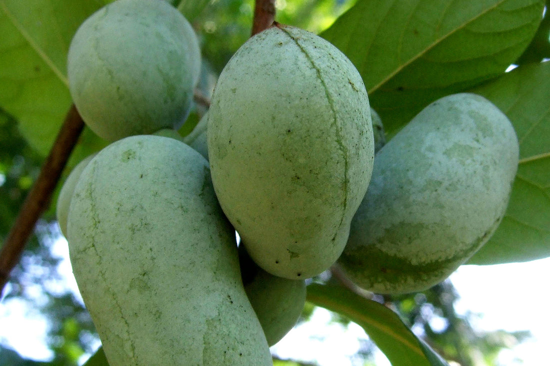 Paw paw – eksotisk frugt i et tempereret klima