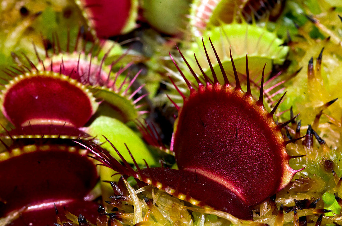 Venus fluefanger (Dionaea muscipula)