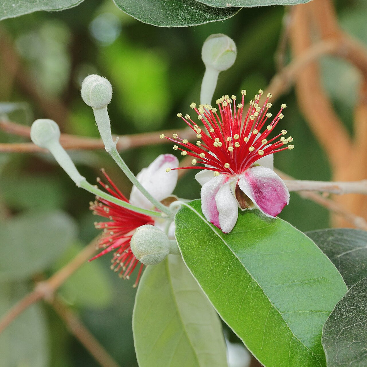 De smukke blomster af Feijoa (Acca sellowiana)