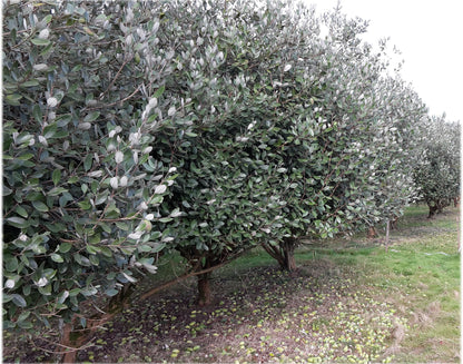 Feijoa (Acca sellowiana) træer stående på række