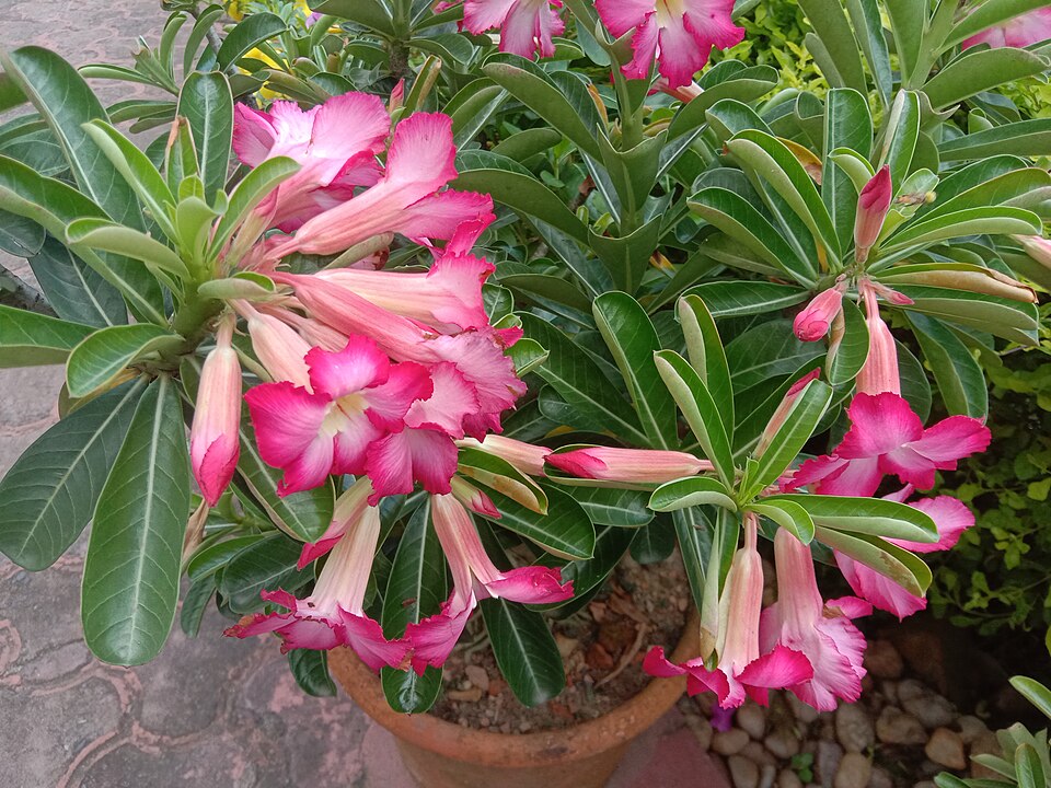 Blomstrende Ørkenrose (Adenium obesum) 