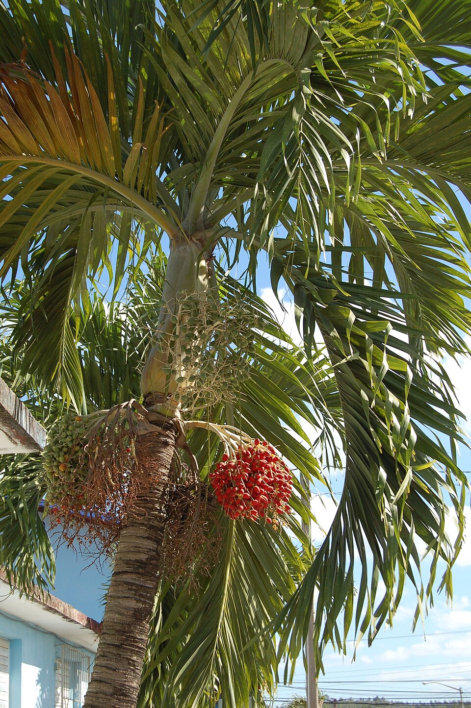 Julepalme (Adonidia merrillii) med røde frugter