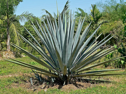 Stort flot eksemplar af Tequila agave (Agave tequilana)