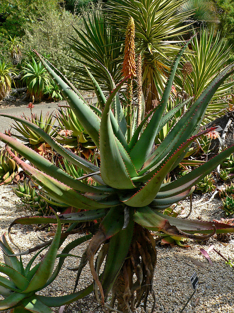 Stor og flot blomstrende Afrikansk Aloe (Aloe africana)