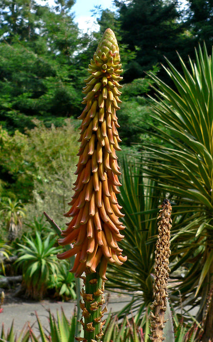 Nærbillede af blomsten hos Afrikansk Aloe (Aloe africana)