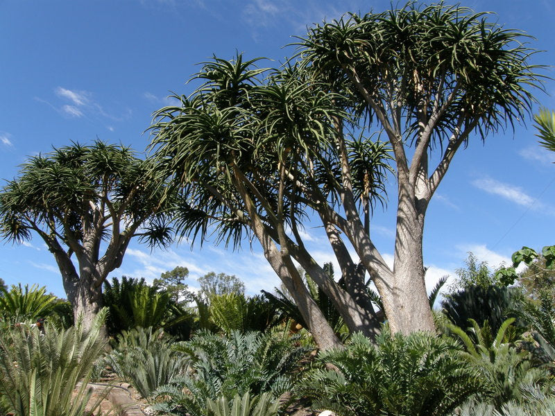 Et par store Træ Aloe (Aloe barberae)
