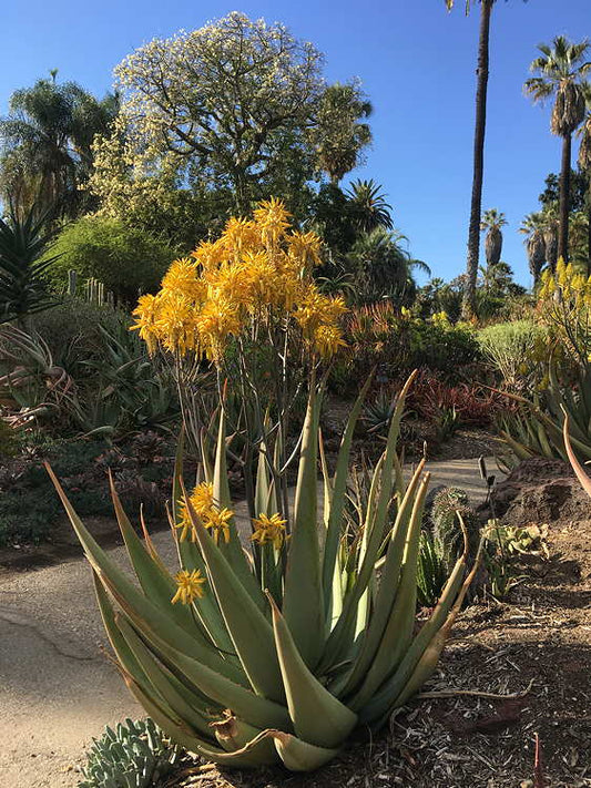 Flot blomstrende eksemplar af Elegant Aloe (Aloe elegans)