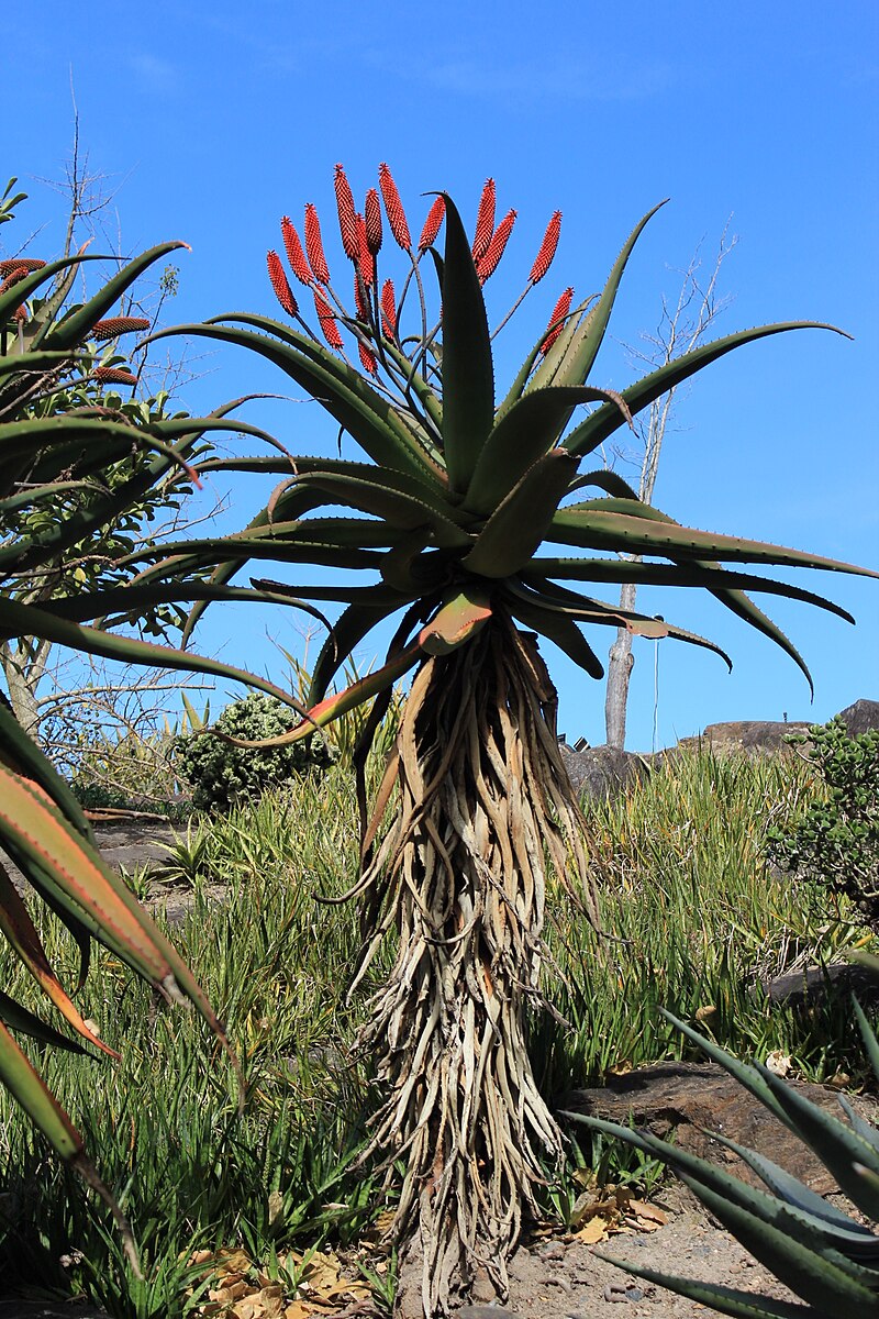 Blomstrende Zimbabwe Aloe (Aloe excelsa)