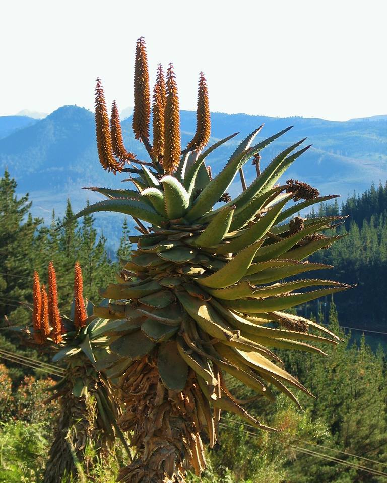 Smuk, blomstrende bitter Aloe (Aloe ferox)