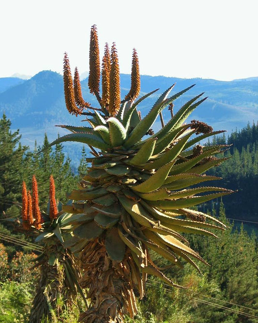 Smuk, blomstrende bitter Aloe (Aloe ferox)