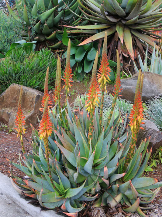 Flot blomstrende eksemplar af Spættet Cape aloe (Aloe microstigma)