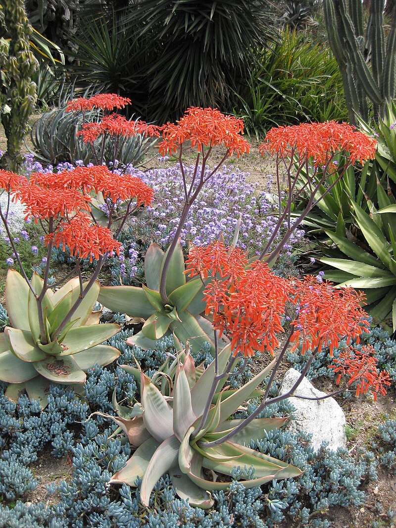 Smuk samling af blomstrende Koral aloe (Aloe striata)