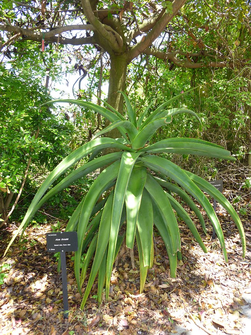 Stort eksemplar af Kyst Aloe (Aloe thraskii)