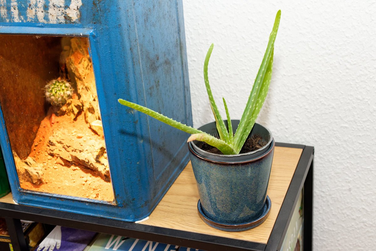 Lille potteplante med læge-Aloe (Aloe vera)