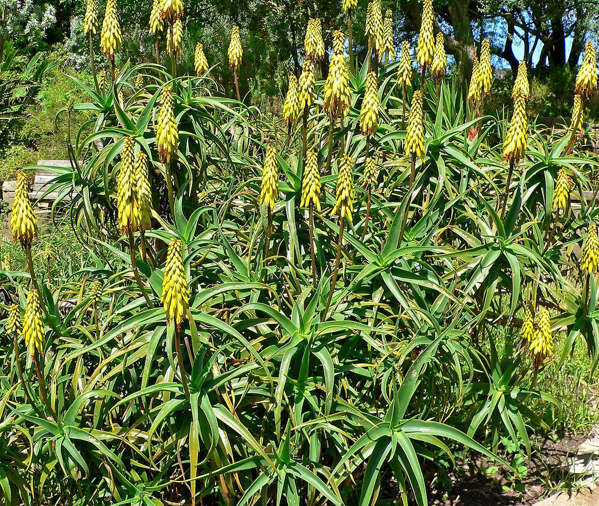 Smuk, blomstrende Hårdfør Aloe (Aloiampelos striatula) med gule blomster
