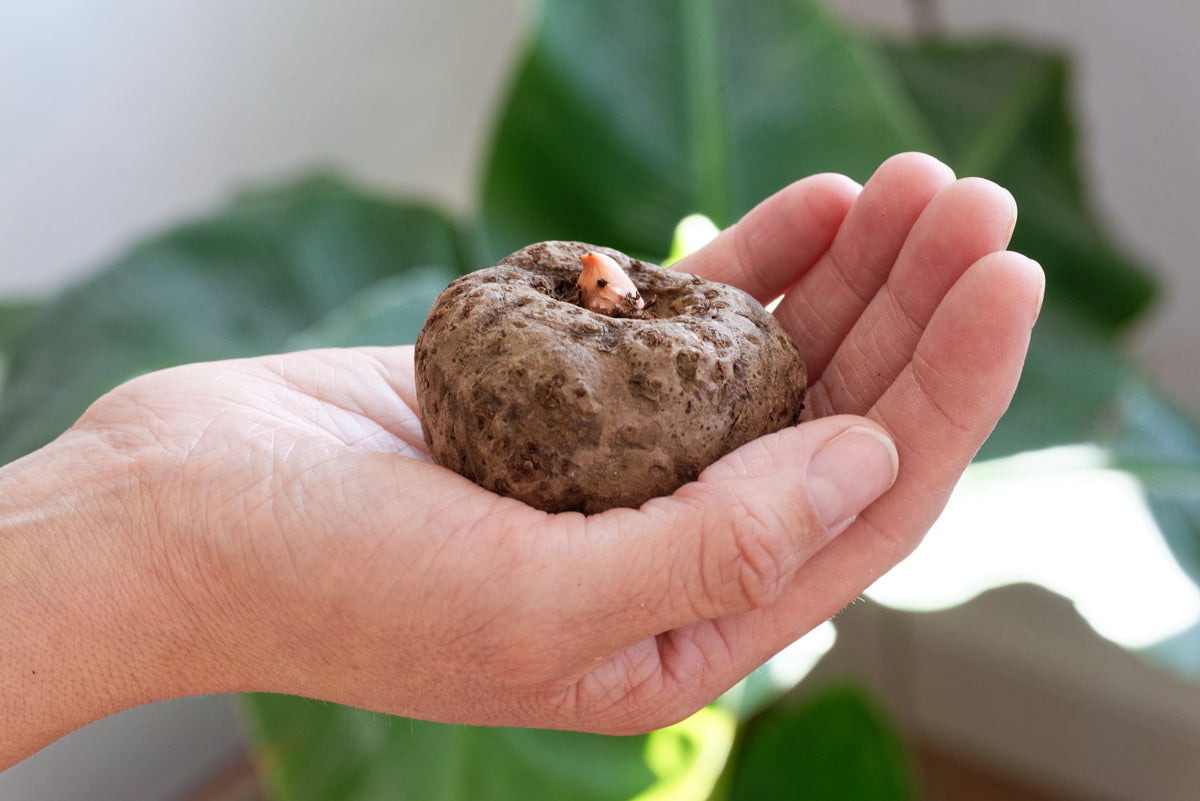 Knold af Amorphophallus bulbifer, der så småt er i gang med at vokse