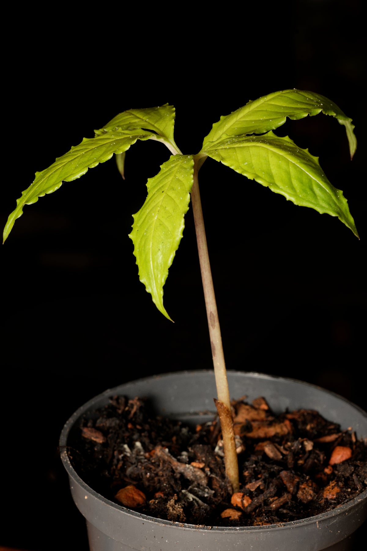 Maxwells amorphophallus (Amorphophallus maxwellii) frøplante