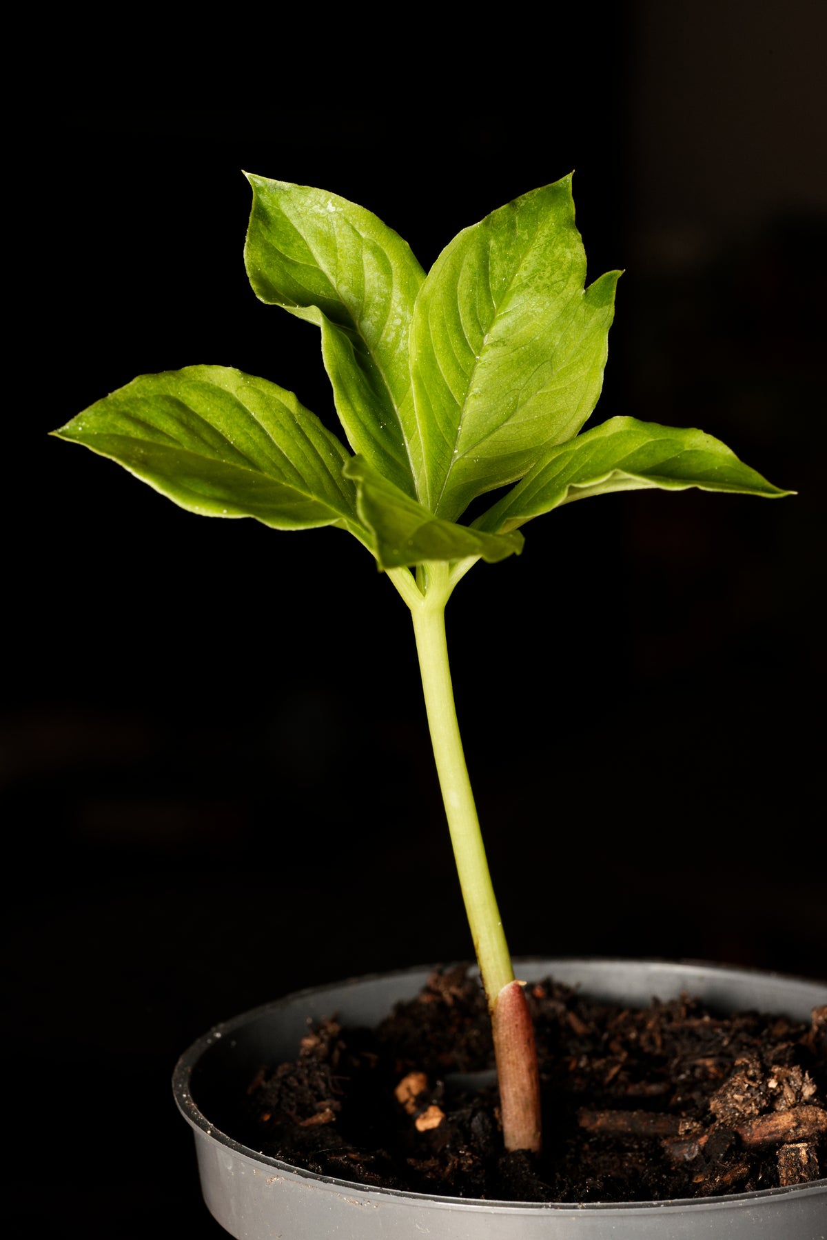 Elefantyams (Amorphophallus paeoniifolius) frøplante
