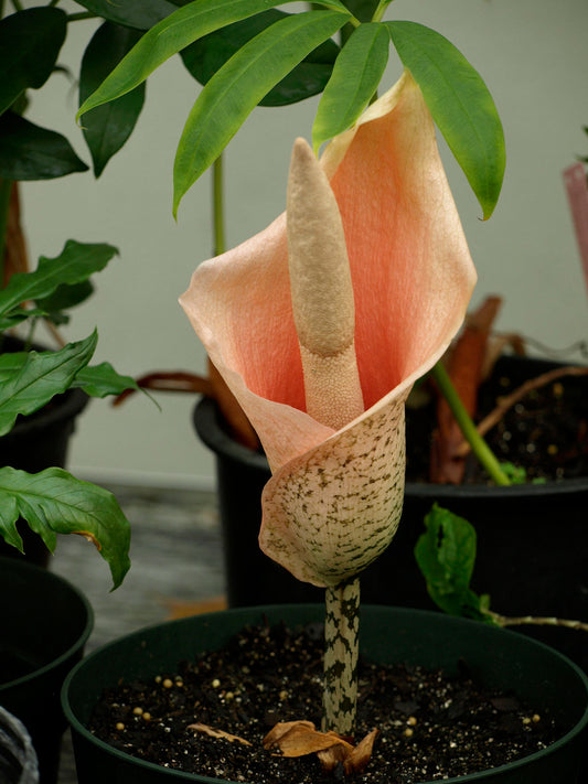 Den smukke lyserøde blomst af Amorphophallus (Amorphophallus bulbifer)