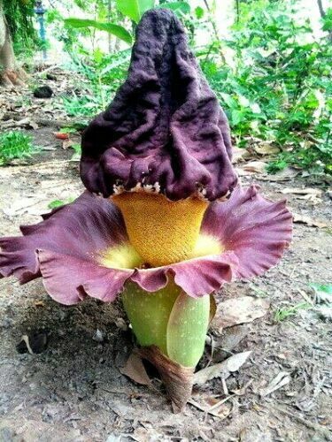 Blomstrende Amorphophallus paeoniifolius