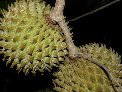Den store piggede frugt fra Soncoya (Annona purpurea)