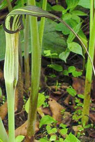 Den grønne blomst af Kobraliljen (Arisaema concinnum)