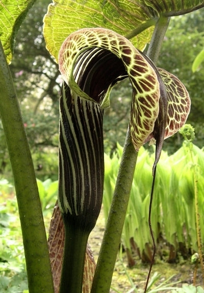Den smukke og spektakulære blomst hos Kobraliljen (Arisaema griffithii)