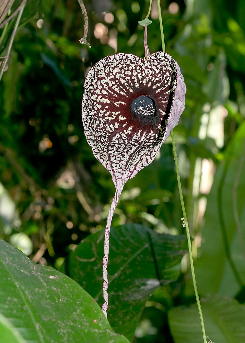 Den særprægede og spektakulære blomst af Pelikanblomst (Aristolochia grandiflora)