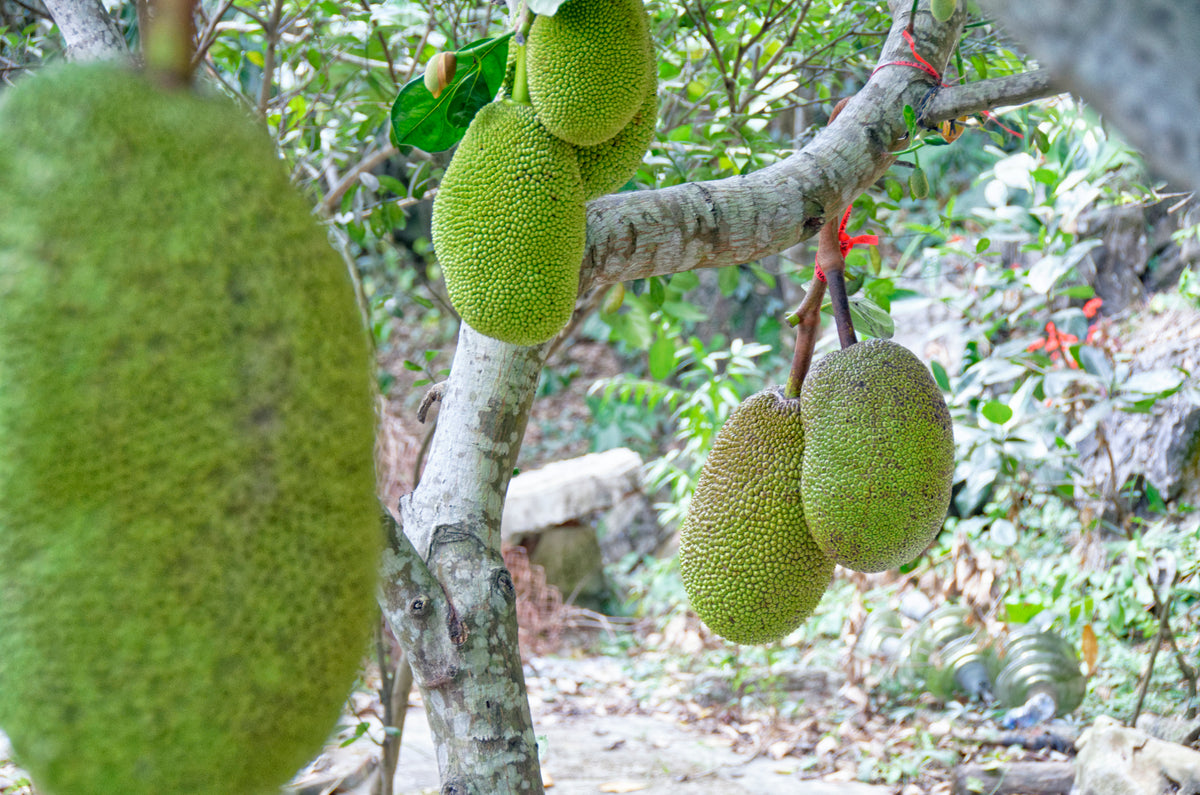 Brödfrukt (Artocarpus heterophyllus) | plantera