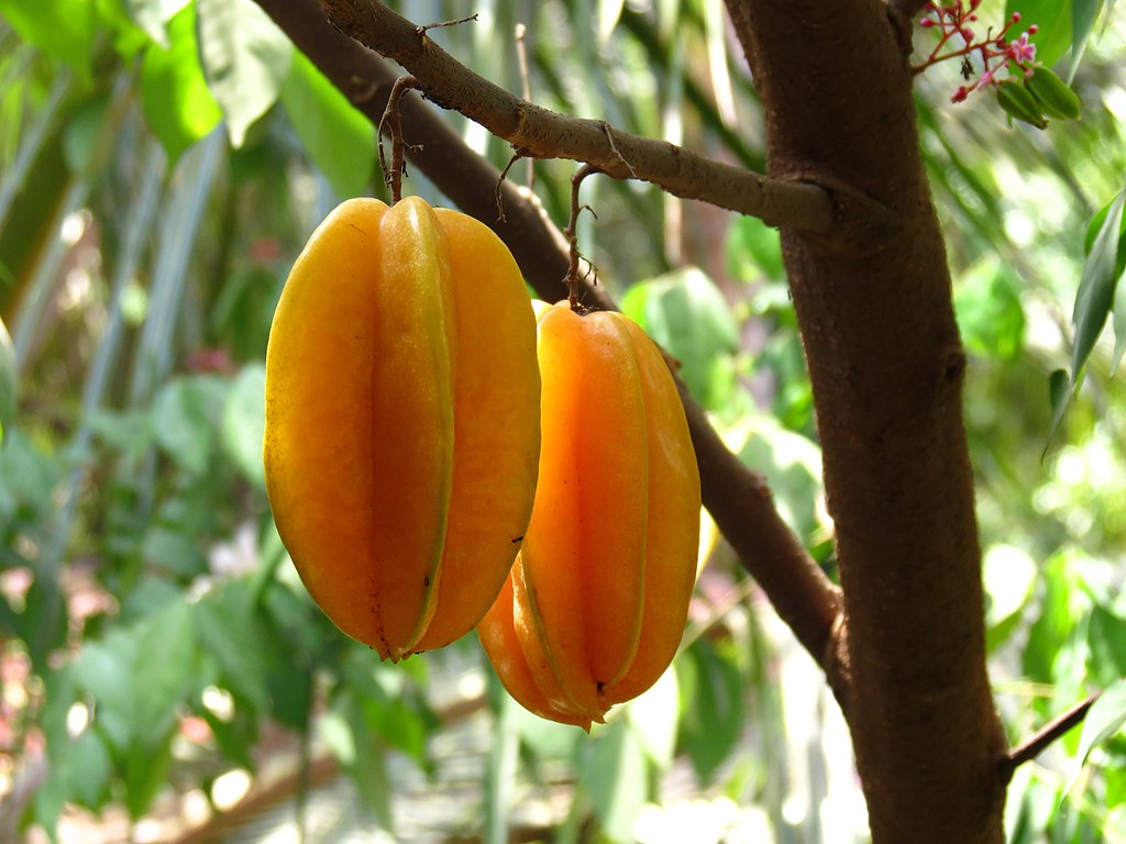 Frugten fra Stjernefrugt (Averrhoa carambola)