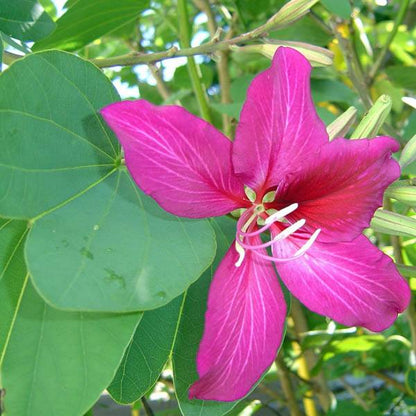 Den smukke lilla blomst af Lilla orkidetræ (Bauhinia purpurea)