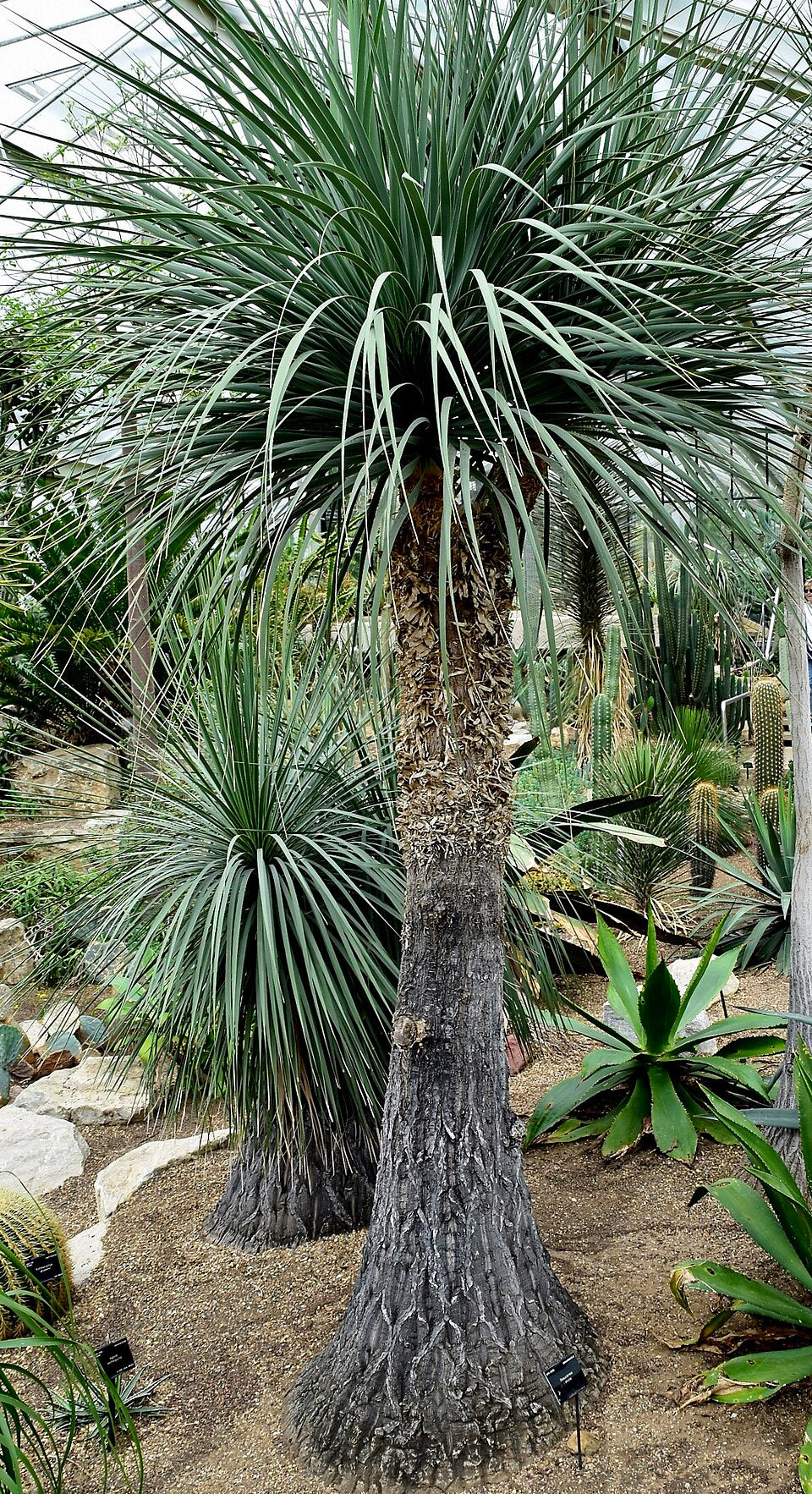 Flot eksemplar af Elefantfod (Beaucarnea stricta) stående i en botanisk have