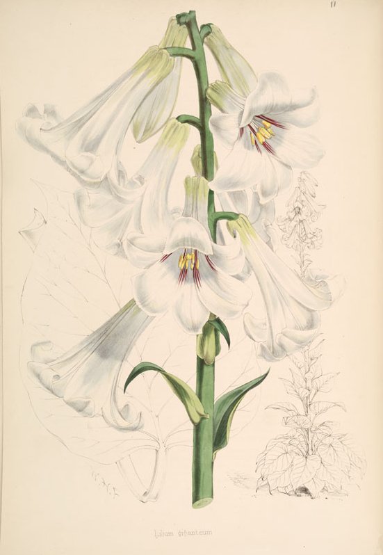 Botanisk tegning af de hvide blomster hos Kæmpehjertelilje (Cardiocrinum giganteum)