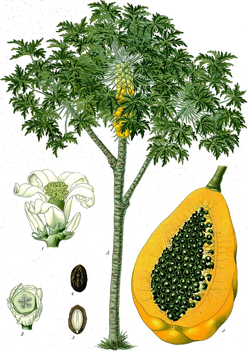 Smuk botanisk tegning af papaya (Carica papaya)