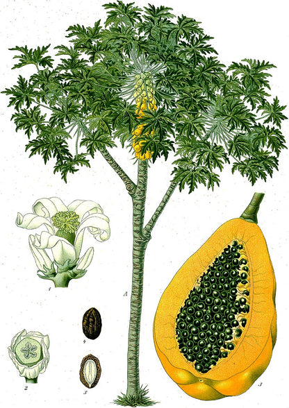 Smuk botanisk tegning af papaya (Carica papaya)