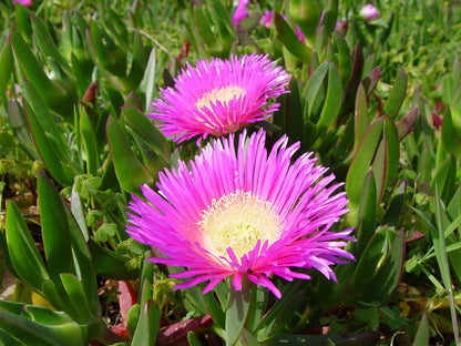 smuk blomstrende Middelhavsfigen (Carpobrotus edulis)